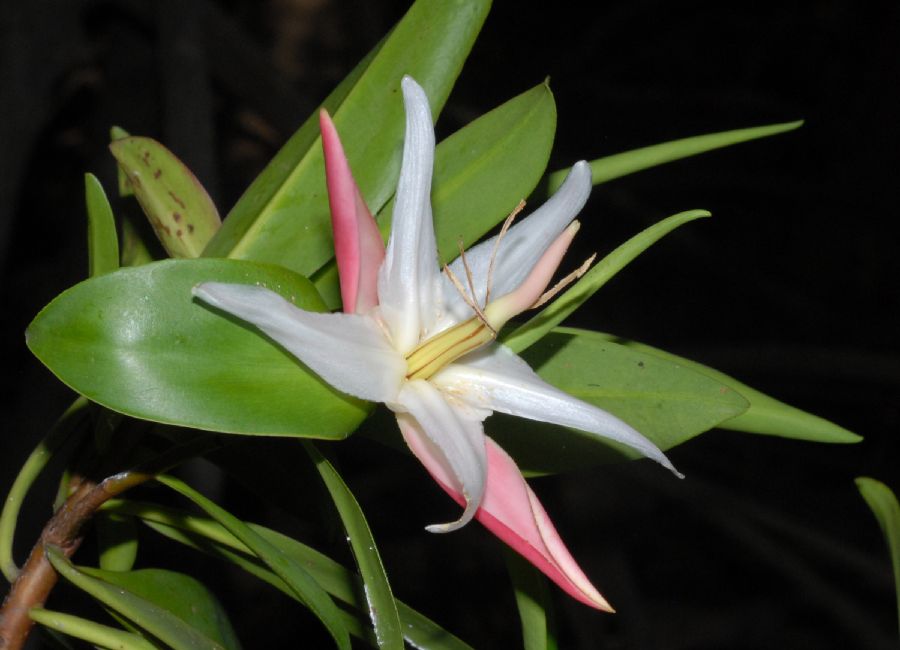 Pelliciera rhizophorae flowers
